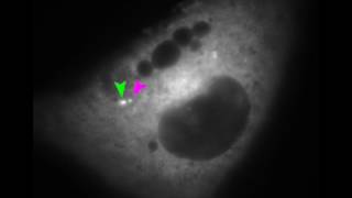 Polyomavirus and the ER membrane [upl. by Almira]