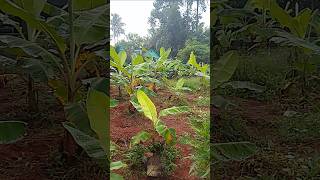 Plantain garden 🥰nature garden banana agriculture [upl. by Anerec]