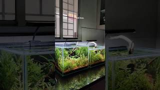 Update on the 2 dirted tanks 🍁 plants aquatic fish aquascape aquarium fyp shorts [upl. by Orian]