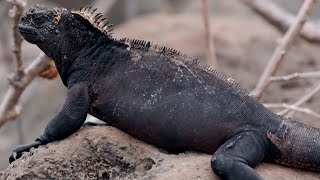 How Marine Iguanas are Surviving Climate Change  BBC Earth [upl. by Ahtelrac691]