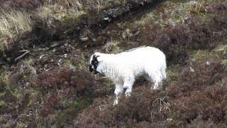 Sheep Choir in County Kerrry Ireland [upl. by Silvio605]