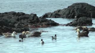 Giant Petrels feeding seaweed [upl. by Neil]