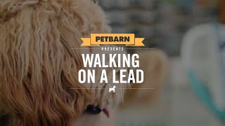 How to teach your puppy to walk on a lead [upl. by Emiaj]