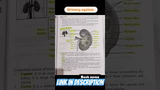 URINARY SYSTEM ANATOMY PHYSIOLOGY NOTES🤞urinarysystem shorts [upl. by Iadam]