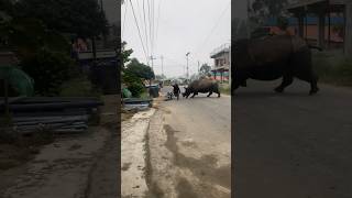 Rhino rampaging through residential streets [upl. by Haney289]