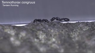 Tandem running in acorn ant Temnothorax congruus [upl. by Goar]