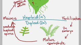 Bio brief Alternation of Generations [upl. by Onilatac146]