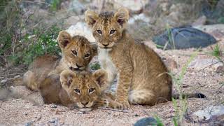 3 new lion cubs for the River pride [upl. by Stanhope]