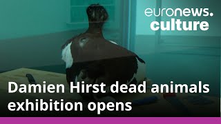 Damien Hirst exhibition dedicated to dead animal artworks opens in London [upl. by Luar]