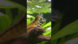 Bamboo Shrimp  FilterFeeding Shrimp Atyopsis moluccensis [upl. by Huppert27]