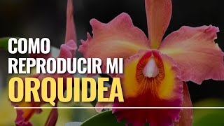 Cómo reproducir mi orquídea cattleya I Alma del bosque [upl. by Annovahs]