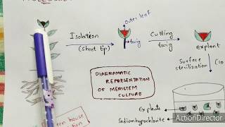 Meristem culture  Procedure  Diagrammatic representation  Applications  Bio science [upl. by Leiahtan371]