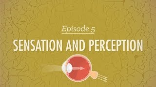 Sensation and Perception Crash Course Psychology 5 [upl. by Larkins]