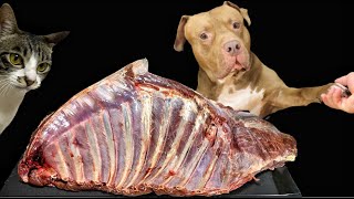 ASMR MUKBANG PITBULL EATING RAW FOODS [upl. by Keithley]