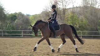 The BEST warm up for your dressage horse [upl. by Remot500]