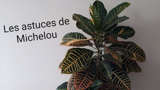 Comment se débarrasser des moucherons des plantes [upl. by Atiloj291]