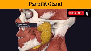 PAROTID GLAND Part2  Capsule  Duct  Nerve supply  Freys syndrome [upl. by Roer]