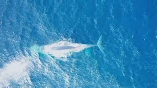 Rare footage of 2 adult pygmy blue whales engaging in intimate courtship [upl. by Ahsenauq627]