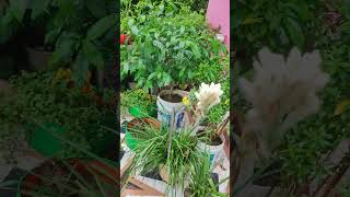 Amar chadbagan bristi te vije flowers garden nature plants [upl. by Suisyola58]