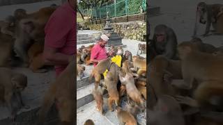 Jungali Monkey Men monkey shortvideo animals [upl. by Vachil589]