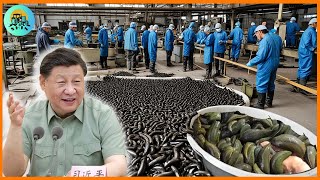 Why does China raise leechesThe worlds largest leech farmLeech farming process [upl. by Polky172]