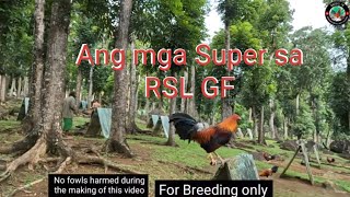 EP554 Ang mga super sa RSL GF for big events [upl. by Chita287]