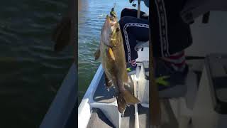 Nice small mouth bass in the river fishing fishingboat [upl. by Komara]