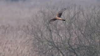 Marsh amp Hen Harrier [upl. by Apur]