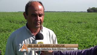 Cultivo de Cobertura Vicia Villosa y Centeno Ing Agr Gerardo Lazarczuk segunda parte [upl. by Pihc]