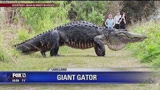 Video of giant Florida alligator goes viral [upl. by Chavez]