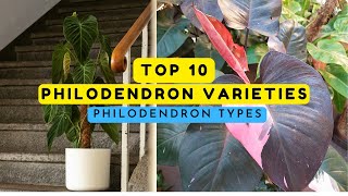 philodendron varieties  10 beautiful philodendron types [upl. by Yssej511]