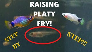 TIPS AND TRICKS TO RAISE YOUR PLATY FRY FROM NEWBORN Step by Step How to grow the FASTER [upl. by Alduino]