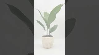 Best Big Leaf Indoor Plants plants houseplants indoorplantstyling indoorplants [upl. by Neelrahs]