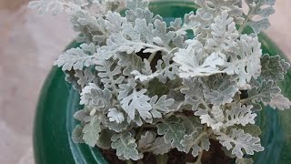 Care for a Dusty Miller Plant Silver Dust [upl. by Jami]