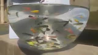 Zebrafish  Brahmanbaria ornamental fish breeding and research center [upl. by Ehcram128]