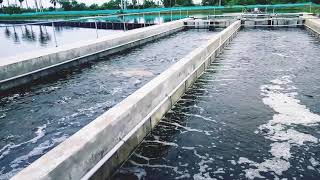 how to fish farm in cement tanks [upl. by Paymar]