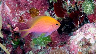 Sunburst anthias or hawk anthias on the reef Serranocirrhitus latus 4K [upl. by Lekar]