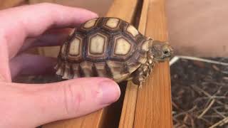 Baby Sulcata Tortoise Care Guide [upl. by Neyr]