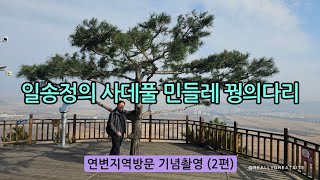 중국 길림성 용정시 비암산 일송정에서 잠깐 만난 식물 3종 사데풀민들레꿩의다리 [upl. by Akimed]