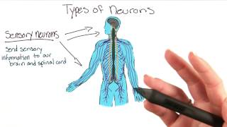 Types of neurons  Intro to Psychology [upl. by Arrac]