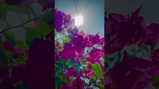 How to Propagate Bougainvillea A Simple Guide shortvideo shorts [upl. by Terriss]