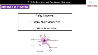 A Level Biology  5132  Structure and Function of Neurones [upl. by Galliett]