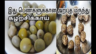 இது பெண்களுக்கான அற்புதமான மருந்துகழற்சிக்காய்Health Tips for Women in TamilPhysic Nut [upl. by Yednil]