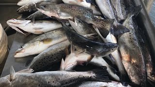 SPECKLED TROUT at Shellman Bluff Ga [upl. by Rebane]