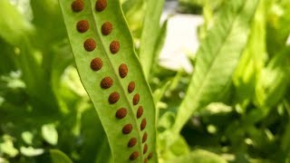 Propagating Ferns from Spores – Family Plot [upl. by Nallid]