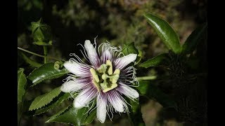 Passion Flower Opening amp Closing [upl. by Pol]