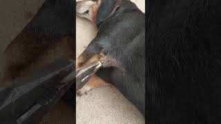 Removing Ticks from Your Dog shorts tickremoval [upl. by Ella143]