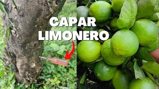 Capar limonero Para Activar la Floración y Peguen todos Los Frutos [upl. by Evered543]