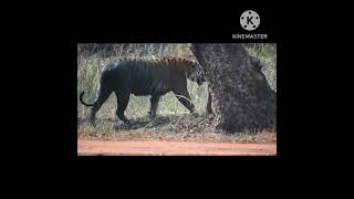 Collarwali Tigress Crossing Road Tiger Tadoba [upl. by Morgan372]