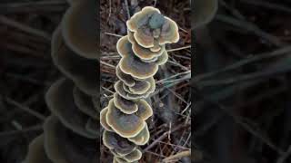 Champignon qui connait  music nature Champignon [upl. by Eyar]